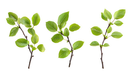 Wall Mural - Set of twigs with spring green leaves isolated on whiteor transparent background