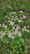 © Ginger_Cool_Art - Erigeron flowers in the forest