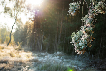 Wall Mural - Frosty morning in the forest. Pine branches in frost and sun rays