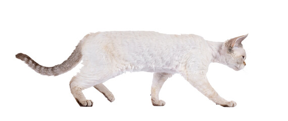Wall Mural - adorable devon rex cat kitten, walking side ways. looking straight ahead away from camera showing pr