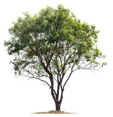 png isolate trees tree outdoors nature.