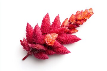 Wall Mural - Celosia flower against white background, top-down isolated, minimalist style, high contrast, botanical isolate