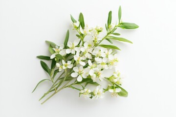 Wall Mural - Olive blossoms in crisp white landscape, isolated top-down perspective, high contrast, mono tone simplicity