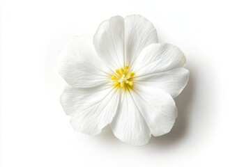 Wall Mural - Primrose flower on white background, minimalist style, high contrast, botanical photography