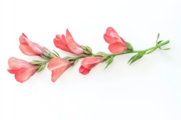 Wall Mural - Snapdragon flower in isolation, top-down, high-contrast, white background, botanical clarity