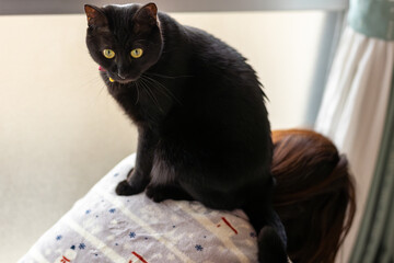 Naklejka na meble 黒猫