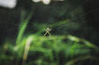 © Sumit - spider in a web on a blurred natural green background. Selective focus. High-quality photo Close-up macro shot