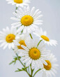 © Andrey_Arkusha - Medicinal Herbs - Chamomile, isolated on white background. Generative AI