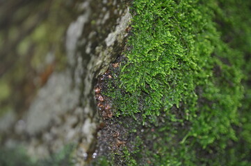 Green moss in the forest