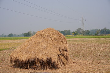 Rice straw piled up on the agriculture field