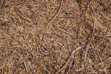 The rice paddy has piled up with some rice straw after thrashing