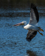 Wall Mural - a white pelican flying over a lake