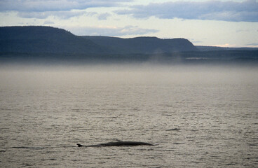 rorqual commun, balaenoptera physalus, tadoussac, quebec, canada