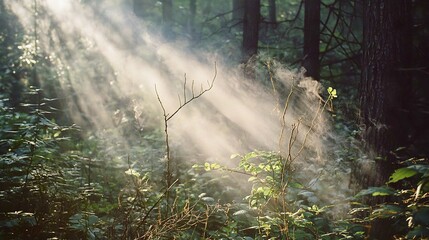 Wall Mural - Serene Waterfall in Autumn Forest Landscape with Sunlight and Mist