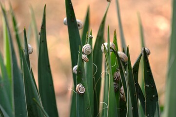 Wall Mural - small snails on a plant leaf