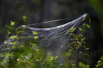 large spider web on a plant