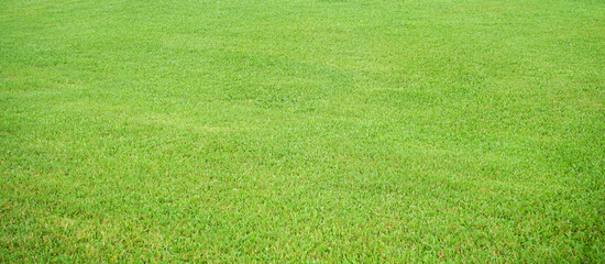 Wall Mural - green grass field