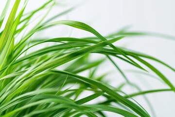 Wall Mural - Close-up view of fresh spring green grass with soft, delicate blades, showing natural variations in green shades.