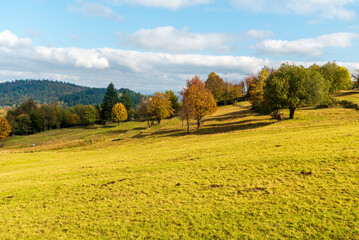 Wall Mural - Autumn Javorniky mountains in Slovakia with meadow with colorful tress and hill on the background