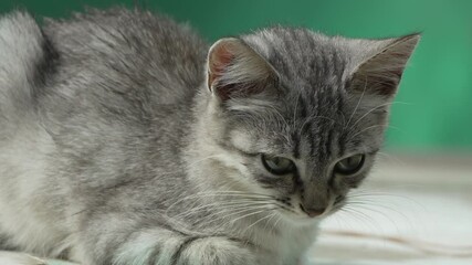 Wall Mural - Cat Kitten Grey Looking Down Closeup. A gray tabby cat with green eyes sits on a white surface, looking down intently. Its fur is fluffy and its paws are tucked neatly beneath its body.