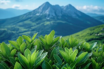 Wall Mural - A scenic view of a mountain range covered in lush green leaves, suitable for nature-inspired designs and backgrounds