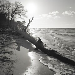 Wall Mural - Baltic beach strewn with fallen trees