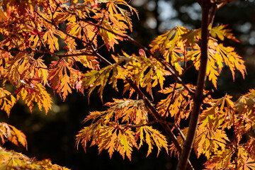 Wall Mural - Foliage in the park. Autumn fall leaves of maple trees. Autumn fall leaves in sunlight. Natural autumn background. Red maple leaves in autumn. Autumnal mood