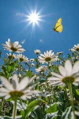 Poster - Butterfly hovering over white flowers under bright sun in clear blue sky