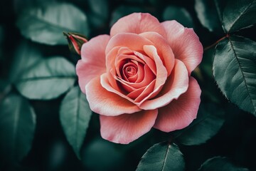 Poster - Beautiful pink rose blooming amidst lush green leaves in a serene garden setting