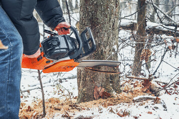 Wall Mural - Lumberjack cuts tree trunk in forest in winter, clearing old dry trees in forest