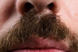 © Niko_Dali - Detailed macro shot of a brown mustache, highlighting individual hairs and texture. The nose and part of the upper lip are also visible.