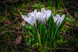 Texture. White crocuses close-up.