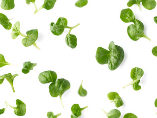 Canvas Print - green leaves isolated on white