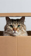 © abdulmoizjaangda - Tabby cats green eyes peek out beneath a cardboard box playfully Vertical Mobile Wallpaper