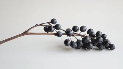 Wall Mural - A bunch of black berries on a white surface