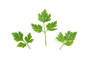 Wall Mural - Fresh parsley leaves on white background