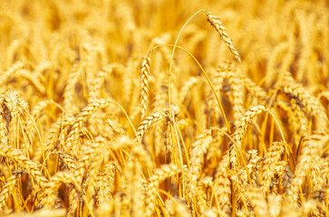 Wall Mural - Fields of wheat at the end of summer fully ripe