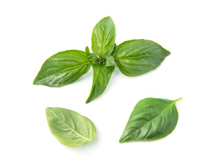 Wall Mural - Fresh green basil leaves, isolated on white background.