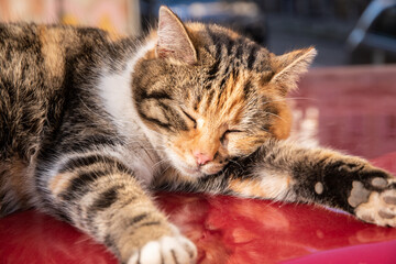 Cute tricolor street cat sleeping on red car roof closeup