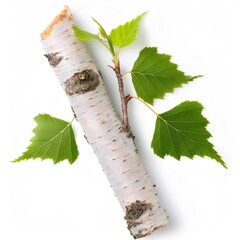 Poster - Silver birch branch with papery bark and green leaves, isolated on a white background, representing nature, growth, and renewal