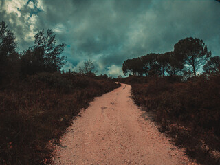 Wall Mural - Winding dirt road through dark foliage under a moody sky.