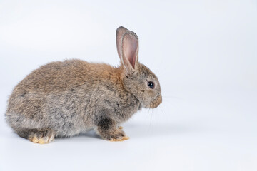 Wall Mural - Adorable baby rabbit bunnies brown looking at something sitting over isolated white background. Puppy lovely furry infant brown bunny ears rabbit playful with copy space. Easter bunny animal concept.