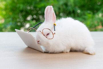 Wall Mural - Baby bunny rabbit wearing eye glasses with laptop sleeping on the wood. Lovely baby white bunny rabbit lying relax with notebook on bokeh nature background.Easter animal technology e-learning concept