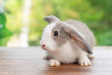 Wall Mural - Lovely baby rabbit furry bunny looking something sitting alone on wooden over blurred green nature background. Adorable little bunny ears rabbit playful on green spring time. Easter animal concept.