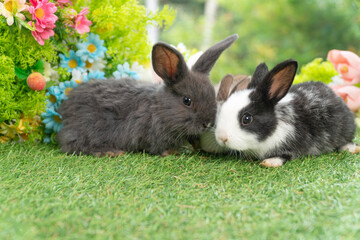 Wall Mural - Two adorable fluffy baby bunny rabbit sitting playful together on green grass flowers over bokeh nature background. Furry cute new born family rabbit furry bunny playful outdoor. Easter animal concept