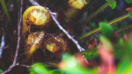 Wall Mural - New Zealand fern close up native flora endemic forest bush west coast mount aspiring