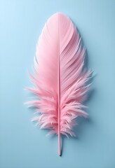 Wall Mural - pink feather isolated on light blue background 