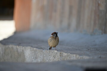 sparrow sitting on a fence