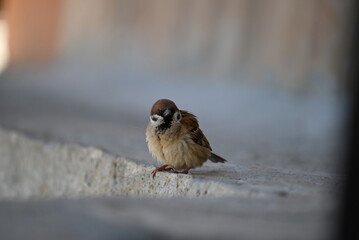 sparrow sitting on a fence