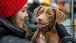 © Innovator587 - A Boxing Day pet adoption event with people interacting with adorable pets